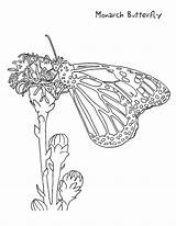 Butterfly Coloring Monarch Pages Printable Kids Print Drawing Caterpillar Sitting Flower Nz Cycle Life Fun Getdrawings Shows Animals Ages Recognition sketch template