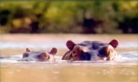27 Year Old Man Swallowed By Hippo On African River And Lives To Tell
