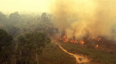 record number  fires burning  amazon rainforest nationofchange