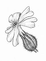 Silene Latifolia Caryophyllaceae Flower Wild Claw Petals Flowers Copyright sketch template