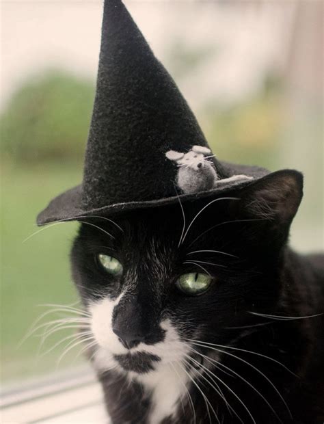 15 pics of judgmental cats wearing hats let s eat cake