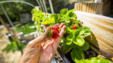 erdbeeren pflanzen standort idealer zeitpunkt plantura