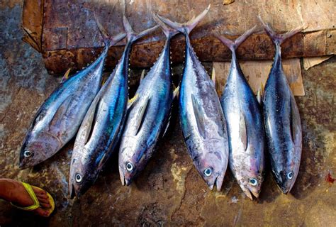 tuna fishermen  enjoy double catch quotas   iia