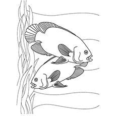 top   printable tropical fish coloring pages  fish