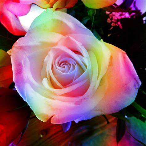rainbow rose  stock photo public domain pictures