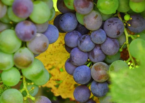 images  grapes  pinterest vineyard wineries  wine