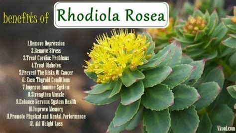 Top 12 Natural Benefits Of Rhodiola Rosea For Health