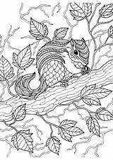 Squirrel Sheets sketch template