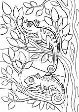 Coloring Camouflage Animals Pages Wild Printable Color Drawing Chameleon Animal Vector Clipart Chameleons Cute Little Two Digital Pattern Tree Getdrawings sketch template