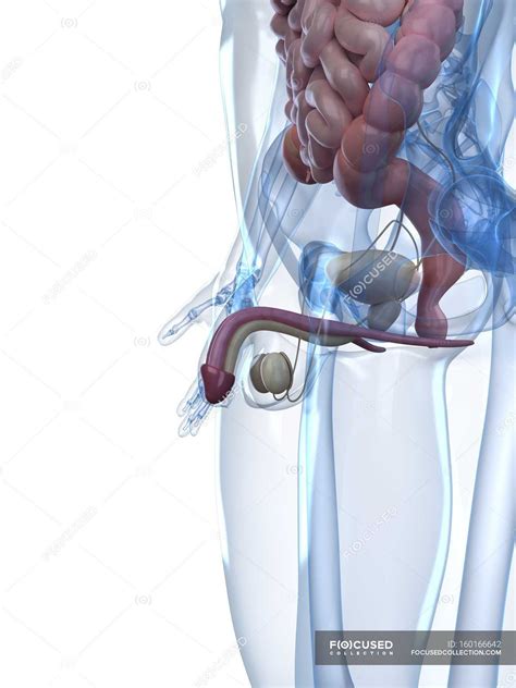 sistema riproduttivo maschile genitali organo interno stock photo