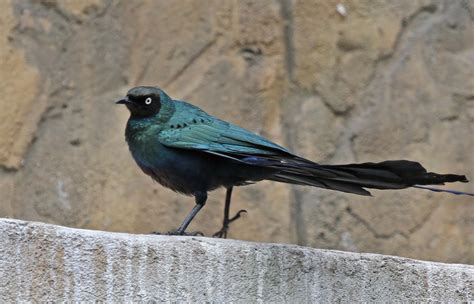 pictures  information  long tailed glossy starling