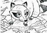 Coloring Raccoon Pages Chester Bully Bad Big Sheet Print Racoon Mario Awesome Divyajanani sketch template