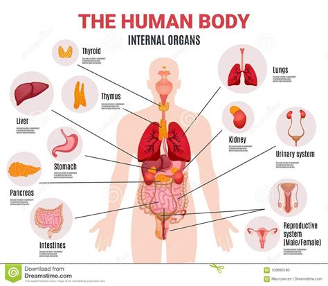 Picture Of Internal Organs In The Human Body Picture Of