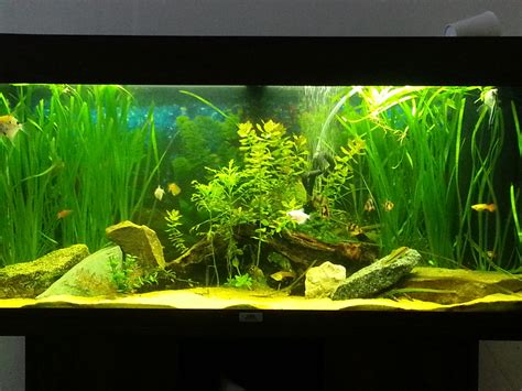 easy care aquarium plants   tank
