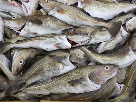 Uk Vessels Illegally Threw Away 7 500 Tons Of Cod In North