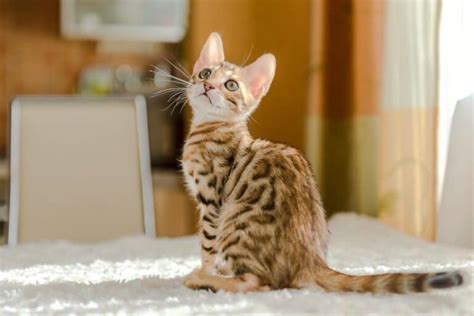 bengal cat cost kitten prices expenses