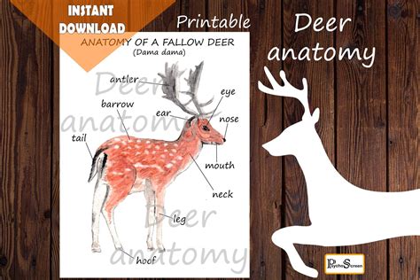 deer anatomy fallow deer body parts diagram   deer montessori materials etsy montessori