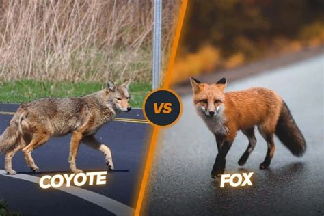 coyote  fox  key differences
