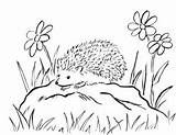 Hedgehog Igel Arici Colorat Malvorlagen Porcupine Malvorlage Desene Effortfulg Fur Samanthasbell Wonder Decupat Ricci sketch template