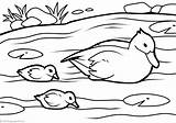 Patos Pato Papere Enten Ducks Ausmalbilder Colorare Gostar Malvorlagen sketch template