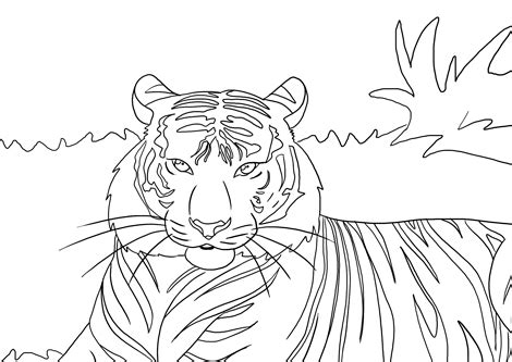 tiger coloring page sitetitle