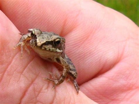 ewa   garden ultimate frogs kingdom
