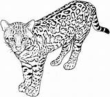 Coloring Pages Cat Big Leopard Cats Spotted Colouring Sheets Large Adult sketch template