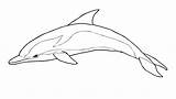 Dolphin Golfinho Riscado Jumping Desenho Breaching Golfinhos Silhuetas sketch template