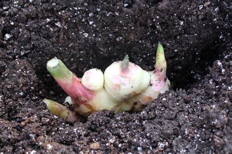 grow   ginger   climate indoors  outdoors