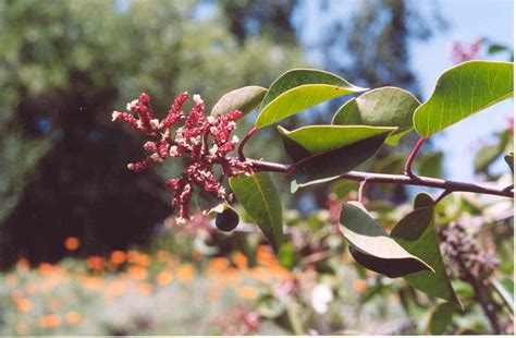 rhus ovata sugarbush