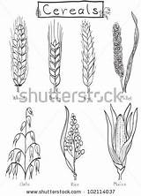 Wheat Barley Cereals Rye Maize Drawn Oat Millet Designlooter sketch template