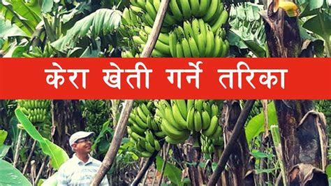 केरा खेती गर्ने तरिका Kera Kheti In Nepal Banana Farming In Nepal