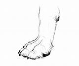 Paw Drawing Dog Draw Dogs Animals Foot Anatomy Cat Animal Realistic Coloring Wolves Paws Step Clipart Vector Pages Their Drawings sketch template