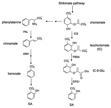 ijms  full text biosynthesis  roles  salicylic acid