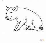 Pig Sitting Coloring Pages Printable Drawing Color sketch template