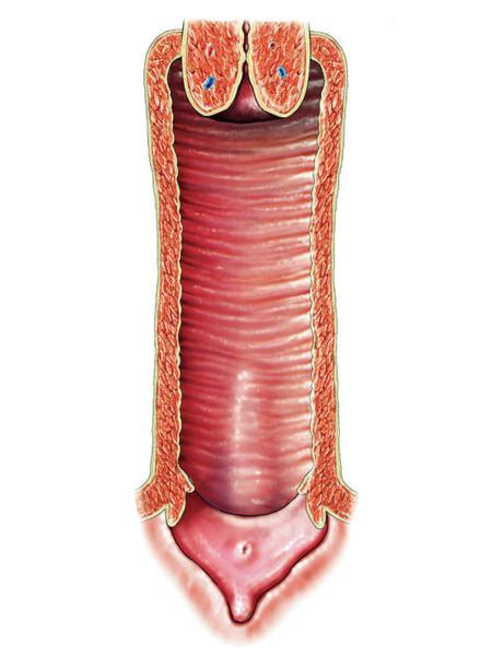 clitoris photographs fine art america