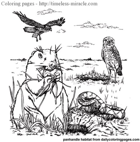 animal habitat coloring pages timeless miraclecom