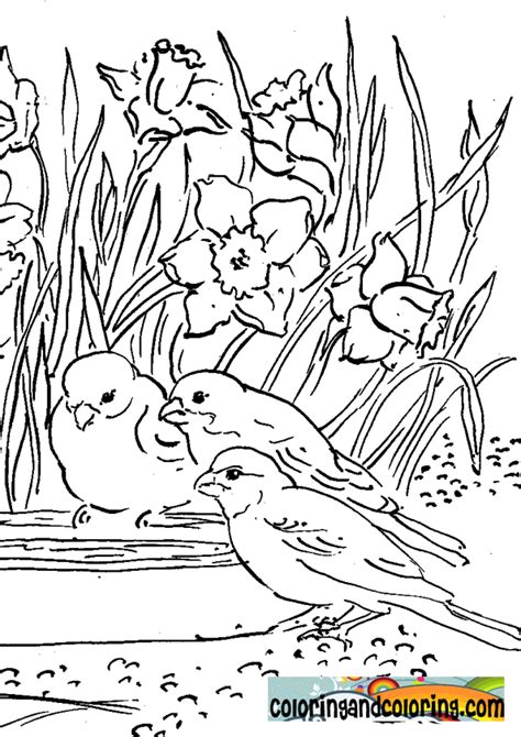 birds  flowers coloring pages   birds  flowers