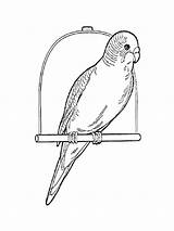 Coloring Pages Parrot Rosella Budgie Print Drawing Parakeet Animals Printable Easy Designlooter 1000px 49kb Getdrawings Birds Comments sketch template