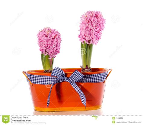roze de bolbloemen van de hyacint stock afbeelding image  vuil hyacint