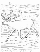 Caribou Coloriage Ausmalbilder 1559 Reindeer Coloriages Supercoloring Ausmalbild Karibu Peary Arctic sketch template