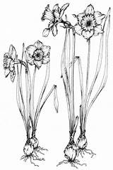 Narcissus Daffodil Daffodils Flower Drawings Drawing Botanical Coloring Plant Pseudonarcissus Paperwhite Tattoo Birth December Cliparts Clipart Illustration Plants Bulbs Poison sketch template