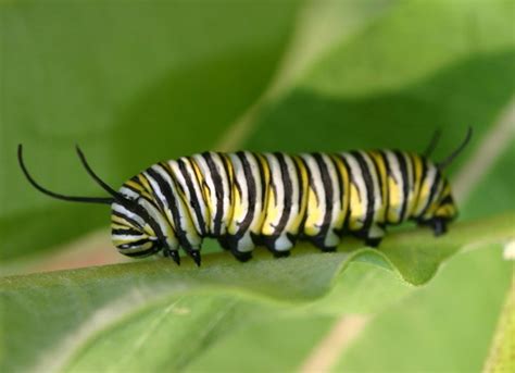 gop chairman reince priebus compares women  caterpillars