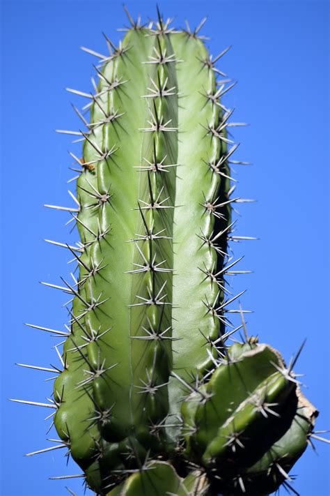 cactus plant  stock photo public domain pictures