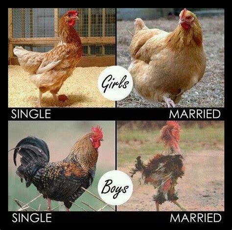 113 best chicken humor images on pinterest funny stuff chicken humor