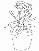Carnation Carnations sketch template