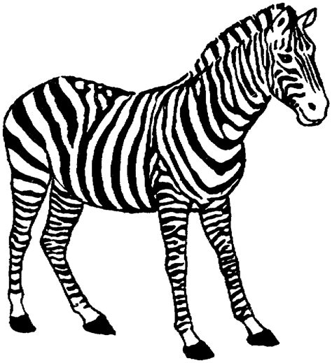 zebra coloring pages    clipartmag