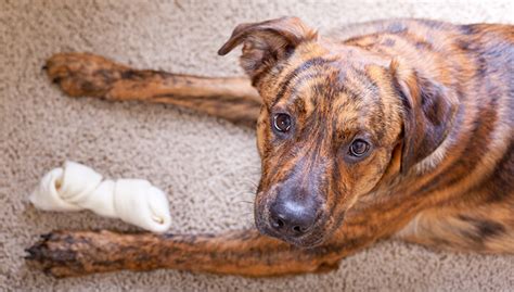 dangerous  rawhide  dogs