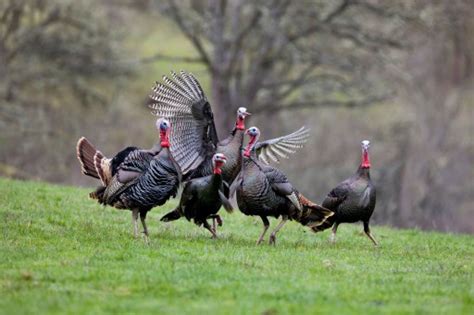 the truth about wild turkey sex inside their kinky bdsm rituals