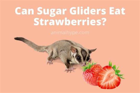 sugar gliders eat strawberries animal hype
